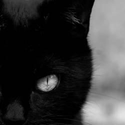 Чёрный Кот