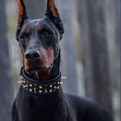 doberman 94